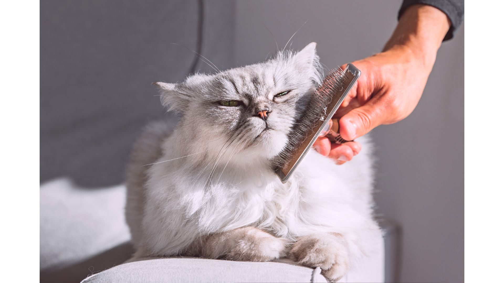 Grooming a cat for a flake-free coat.