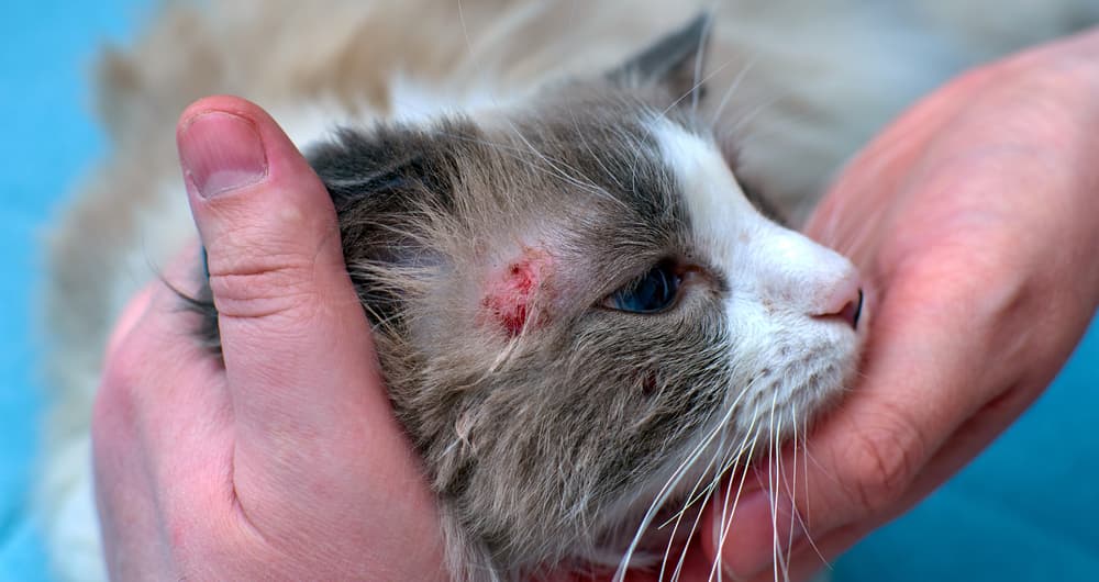 Grey and white cat with fungal infection on face near eye
