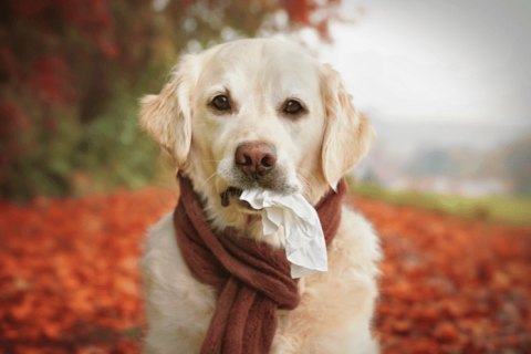 Dogs get allergies too! Find out if Benadryl is a safe treatment.