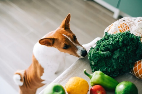 Breaking: Plant-Based Diets for Dogs Are Healthy!