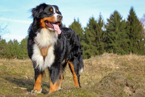 a Bernese Mountain Dog standing on field