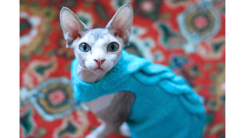 Sphynx cat with blue sweater