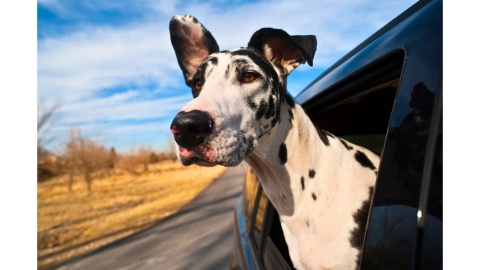 Great Dane riding in a car.