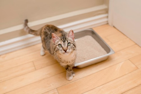 Tabby kitten with litter box