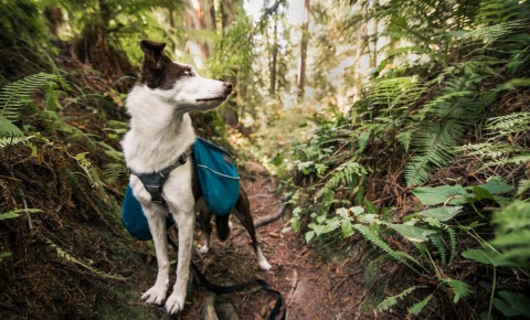 A Border Collie on a trail in the Redwood forest in Northern California