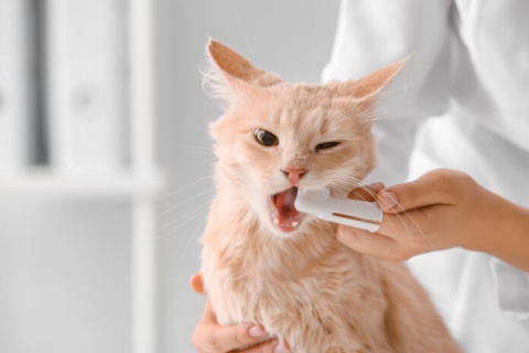 Products that Support Your Dog or Cat's Dental Health