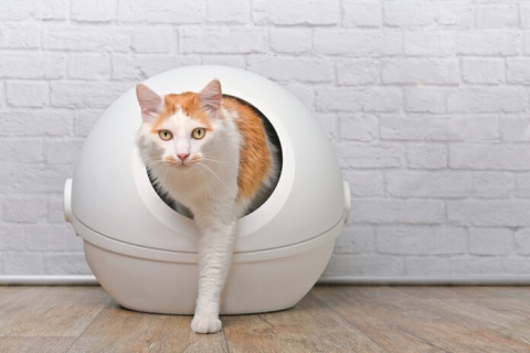 Tech-Savvy Dogs and Cats | Animal Wellness Magazine