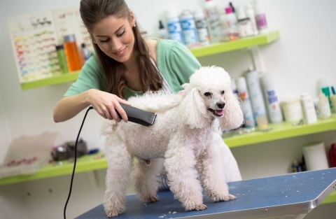 smiling woman haircut white poodle