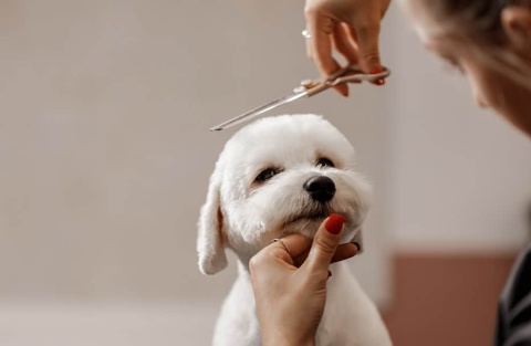 Cropped shot of a young blonde pet beautician