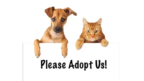 12 Great Reasons to Adopt a Shelter Pet