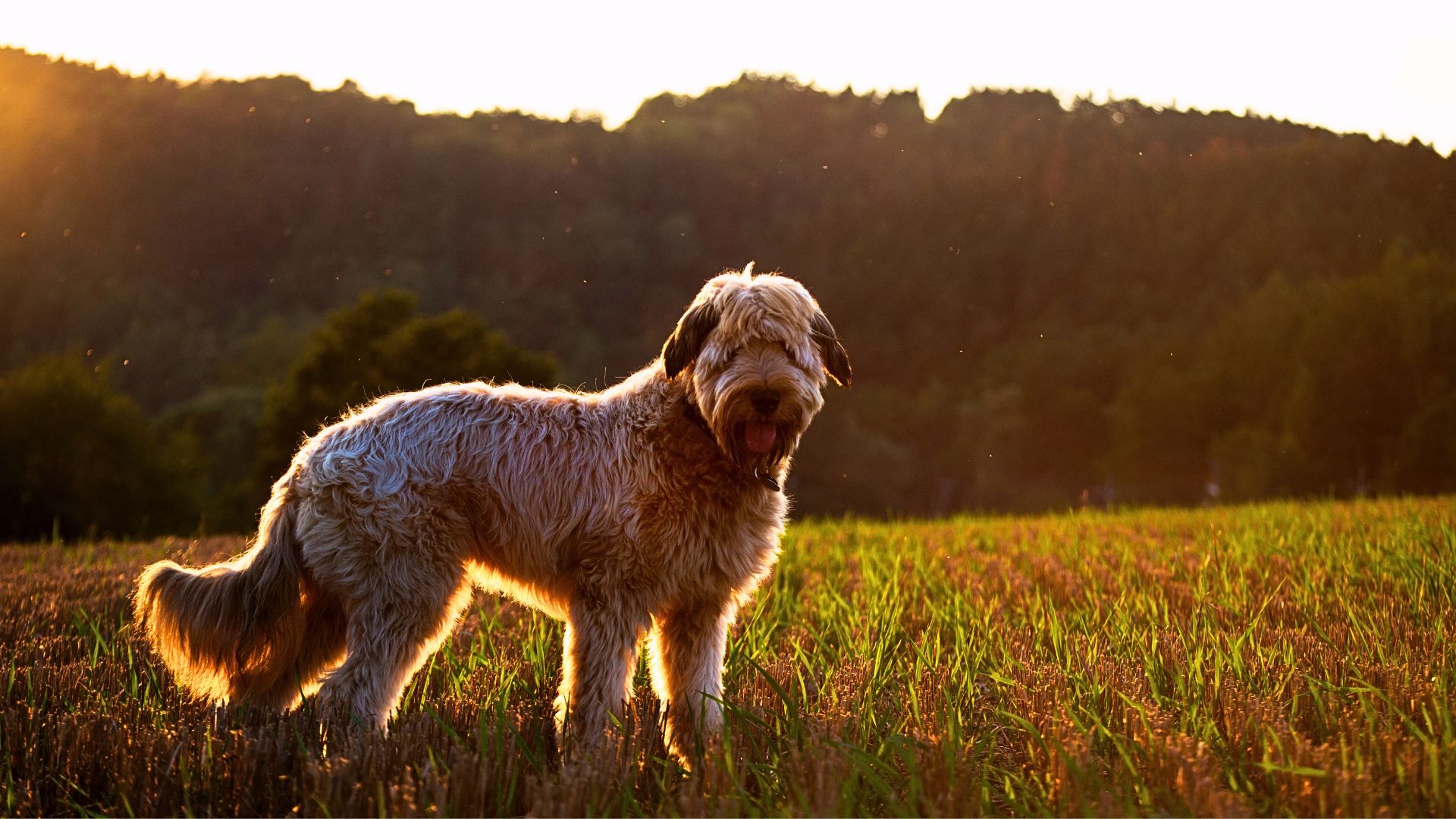 Briard dog at golden hour. 