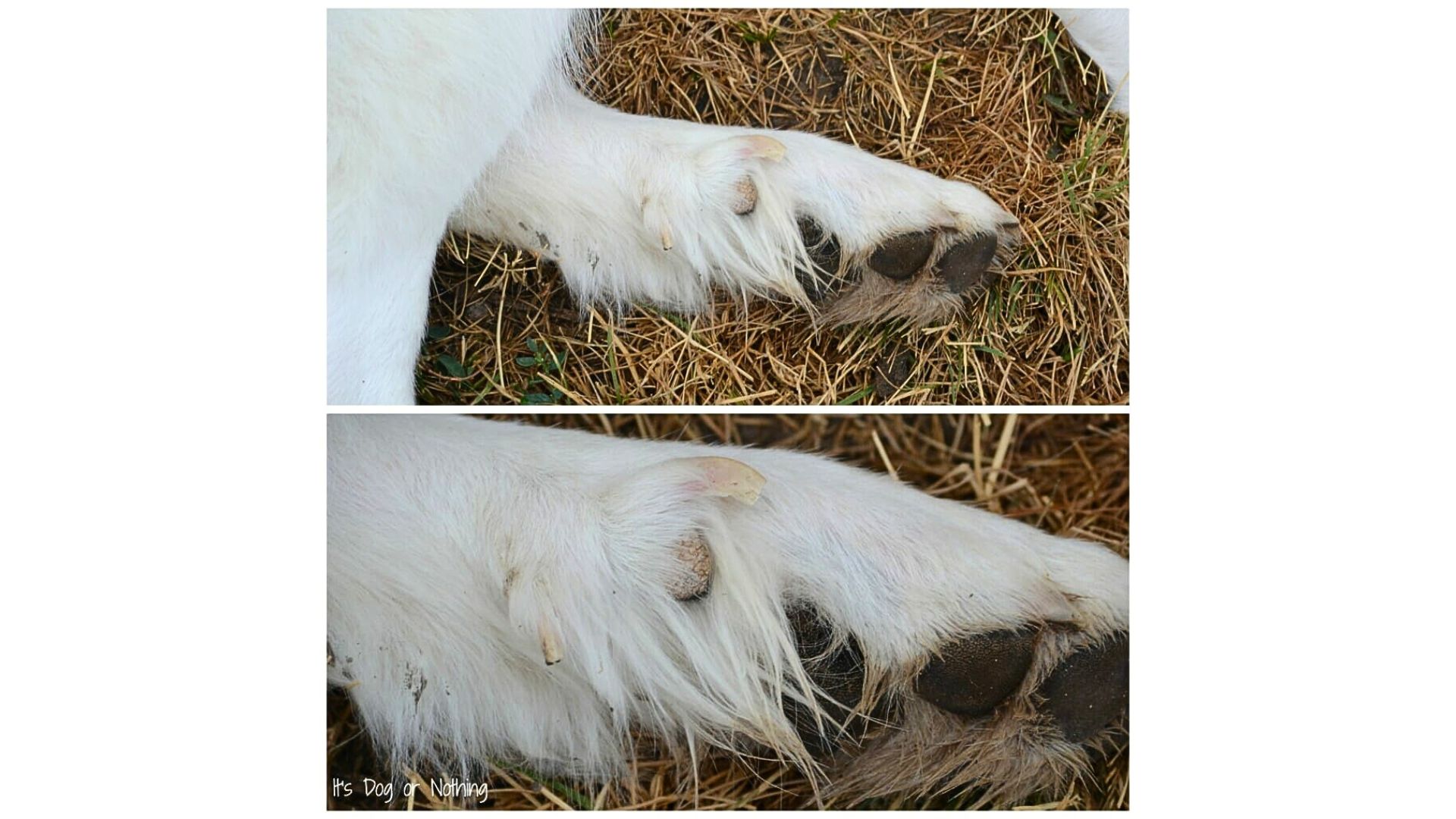 Double dew claws