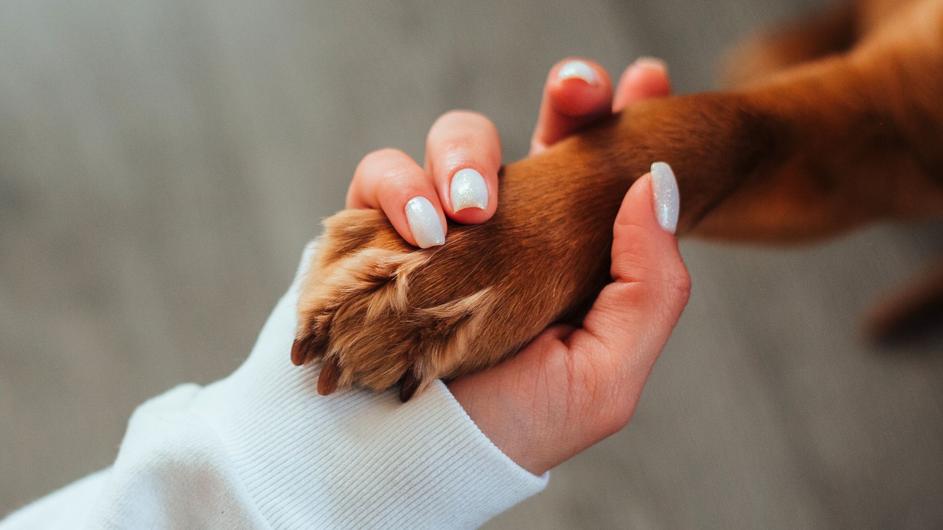 Holding hands with a dog. 