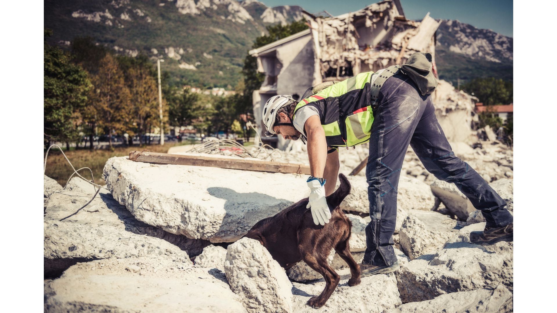 Dog searching in rubble. 