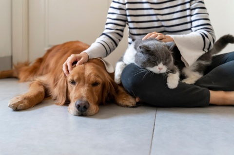8 Great Ways to Show Your Pet Appreciation