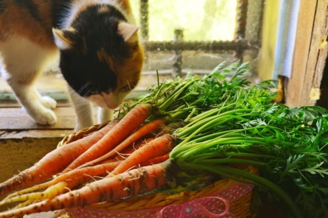Can Cats Eat Carrots?