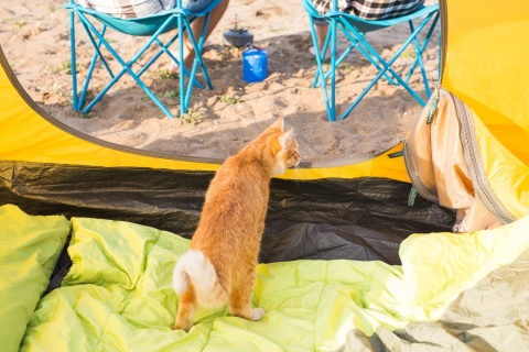 cat in yellow camping tent