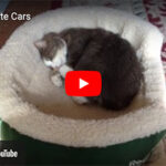 Cats Hate Cars