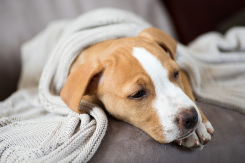 Diarrhea Medicine for Dogs: 6 Vet-Prescribed Treatments