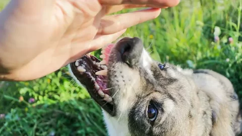 Dogs Often Do This Just Before They Bite — Can You Spot the Tipoffs?