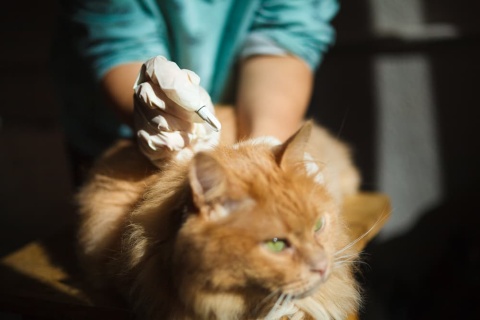 Putting flea medicine on an orange cat
