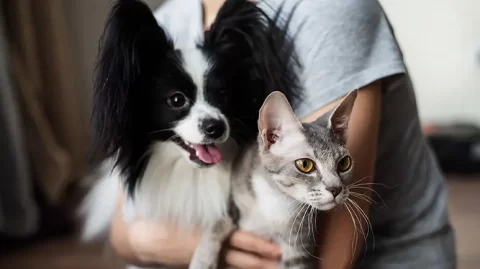 The Chemicals You Are Unknowingly Exposing to Your Pet