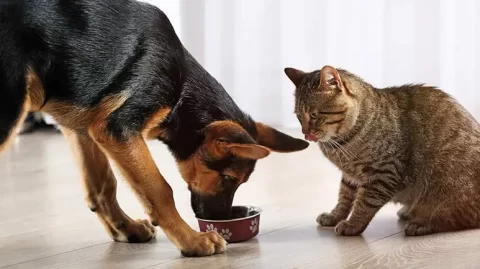 This Popular Pet Food Trend Could Put Your Pet’s Life at Risk