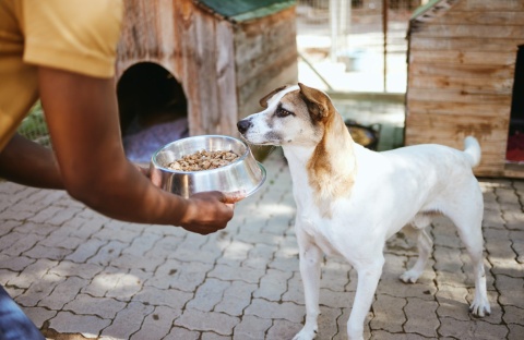 black man feeding dog food
