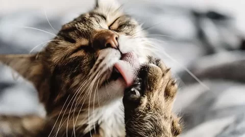 10 Fascinating Cat Facts That Even Their Owners Don’t Know