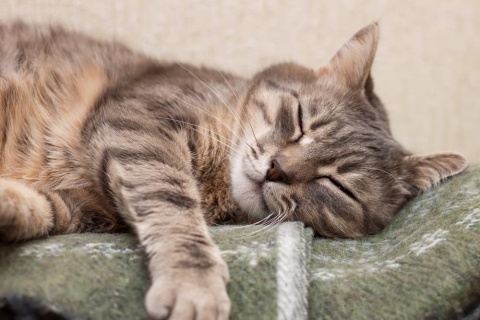 15 Cat Liver Failure Symptoms You Shouldn’t Ignore