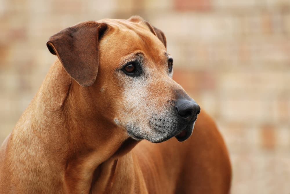 Old purebred Rhodesian Ridgeback male dog with alert facial expression