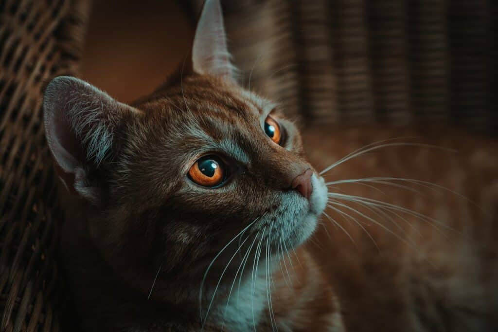cat looking up