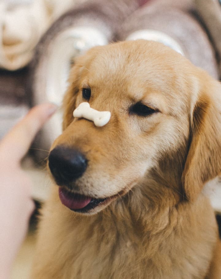 Cute golden retriever with a treat on top of its nose while owner is training him