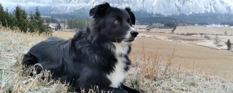Mixed Dog Breed Between Collie and Chihuahua