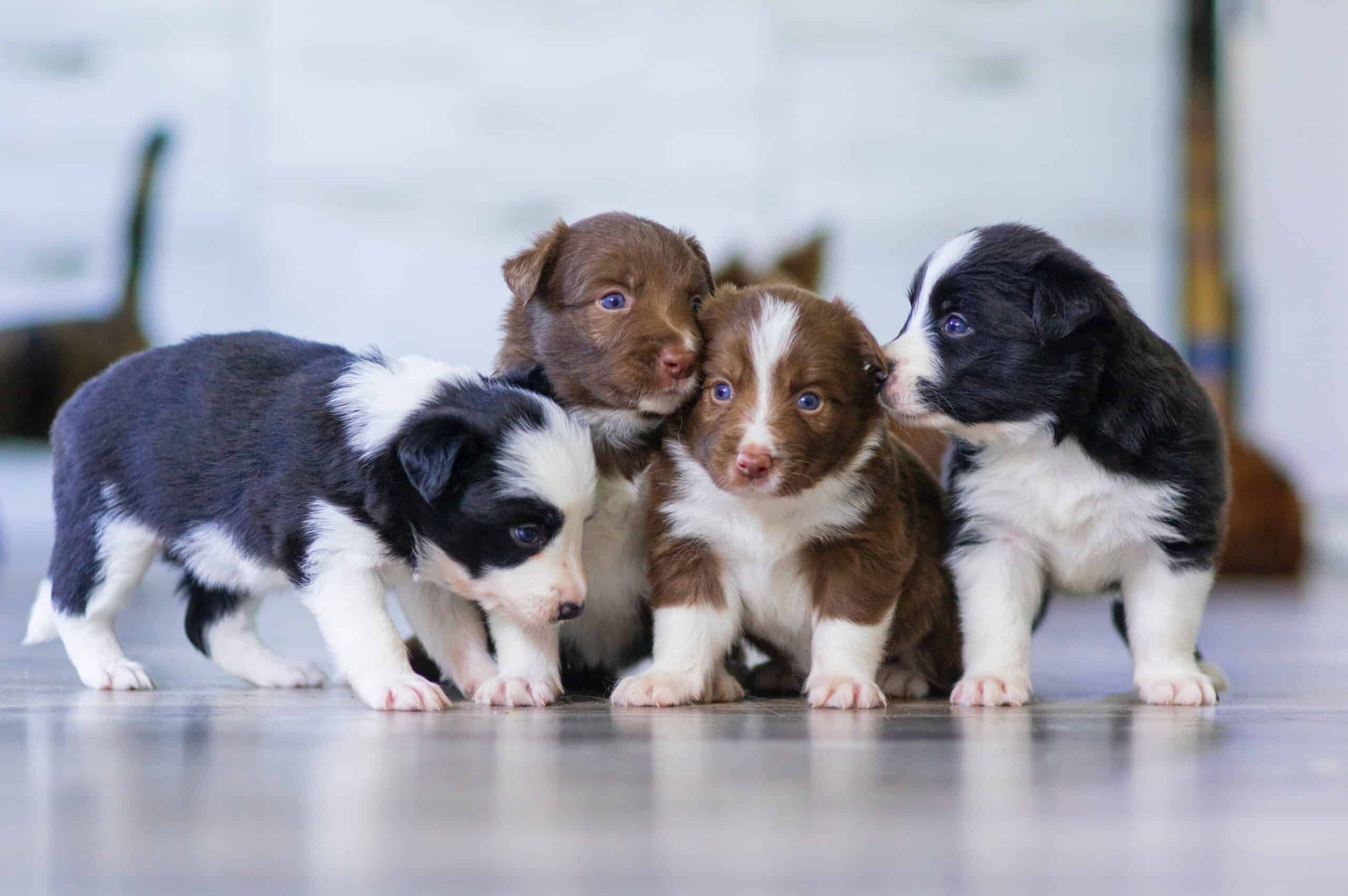 different colored puppies