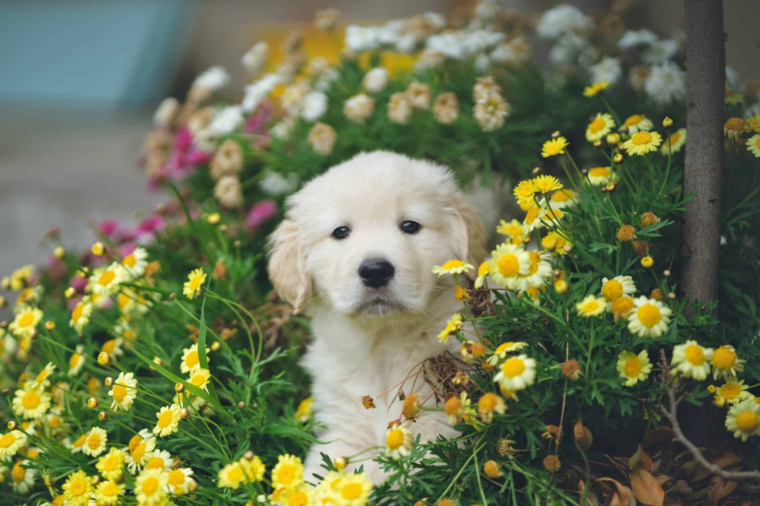 a puppy with plants surrounding it