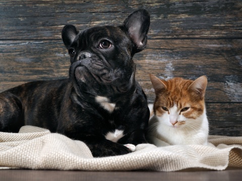 Can You Prevent Arthritis in Dogs and Cats?