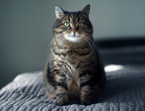 Cat Body Condition Score: How to Measure It
