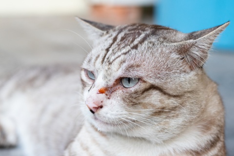 Cat Eye Discharge: 9 Common Causes
