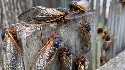Cicadas: ‘This Is a Big, Big Event’