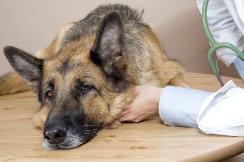 Congestive Heart Failure in Dogs Treatment Plan
