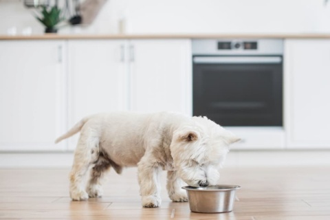 Dog eating from bowl in kitchen