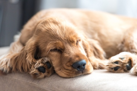 Dog Muscle Spasms: Causes and How to Help