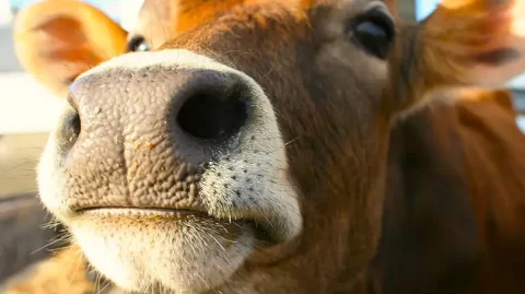Dogs May Be Great Sniffers, but Cows Can Detect Scents 6 Miles Away