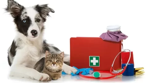 Emergency or False Alarm? Making the Call for Your Pet