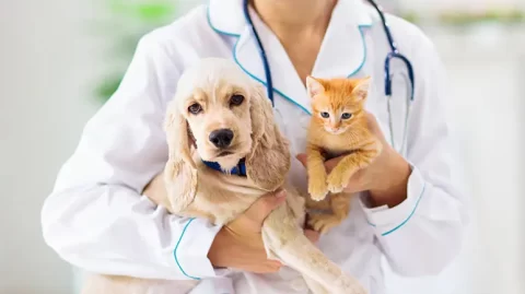 Everything Your Vet Should Look for During a Wellness Exam