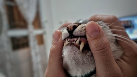 Healthy Cat Gums: What Should They Look Like?