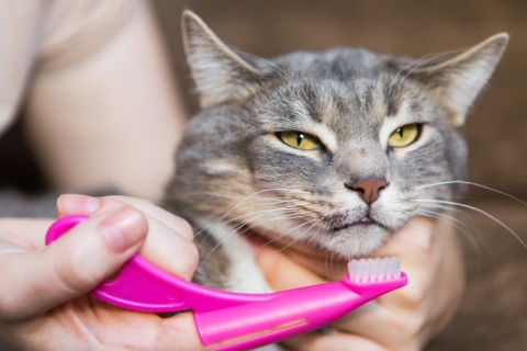 How to Brush a Cat’s Teeth: Steps and Tips