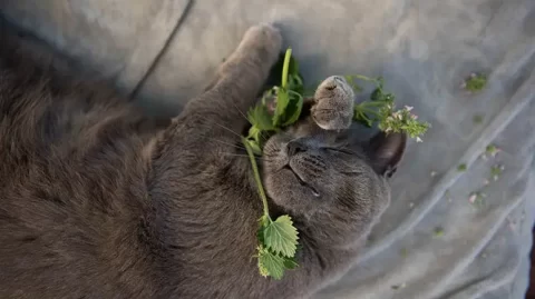 Move Over, Catnip, This Is a Bigger Hit With Kitties