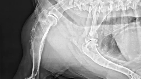 Osteomyelitis May Make Your Pet Lame, or Worse